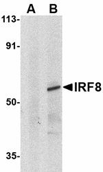 IRF8 Antibody