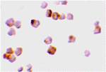 Caspase-2 Antibody