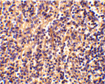 Caspase-4 Antibody