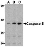 Caspase-5 Antibody