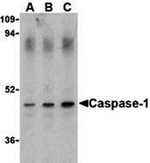 Caspase-1 Antibody