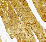 Caspase-7 Antibody