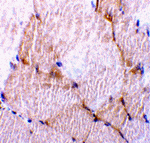 Caspase-7 Antibody