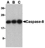 Caspase-8 Antibody