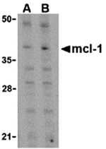 Mcl-1 Antibody