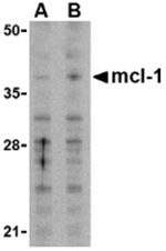 Mcl-1 Antibody