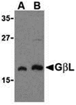 GBL Antibody