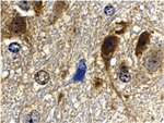 GBL Antibody