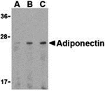 Adiponectin Antibody