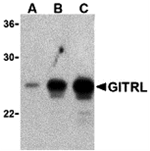 GITRL Antibody