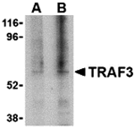 TRAF3 Antibody