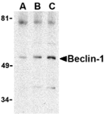 Beclin-1 Antibody