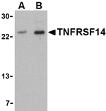 TNFRSF14 Antibody