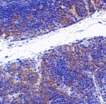 TNFRSF14 Antibody