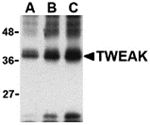 TWEAK Antibody