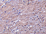 Clusterin Antibody