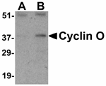 Cyclin O Antibody