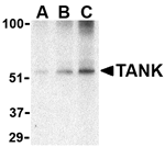 TANK Antibody