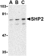 SHP2 Antibody