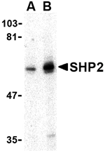 SHP2 Antibody