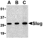 Slug Antibody