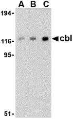 Cbl Antibody