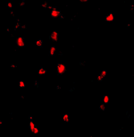 Cbl Antibody