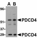 PDCD4 Antibody