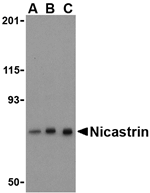 Nicastrin Antibody