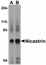 Nicastrin Antibody