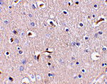 APH1 Antibody