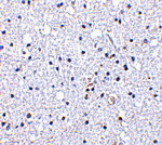 DARC Antibody