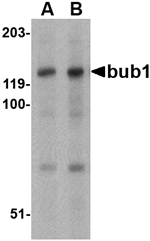 Bub1 Antibody