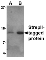 Strep-tag II Antibody