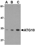 ATG10 Antibody