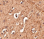 ATG12 Antibody