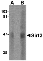 SIRT2 Antibody