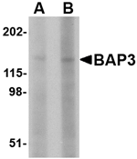 BAP3 Antibody