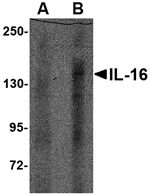 IL-16 Antibody