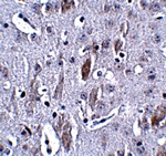 IL-16 Antibody