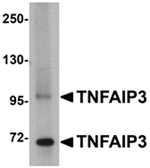 TNFAIP3 Antibody