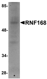 RNF168 Antibody