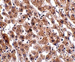 HAAO Antibody