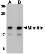 Mimitin Antibody