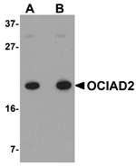 OCIAD2 Antibody