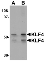 KLF4 Antibody