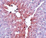 KLF4 Antibody