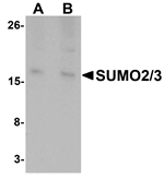 SUMO2/3 Antibody