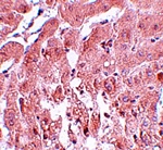 SUMO2/3 Antibody