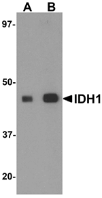 IDH1 Antibody